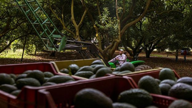 Cosecha de aguacate en Michoacán