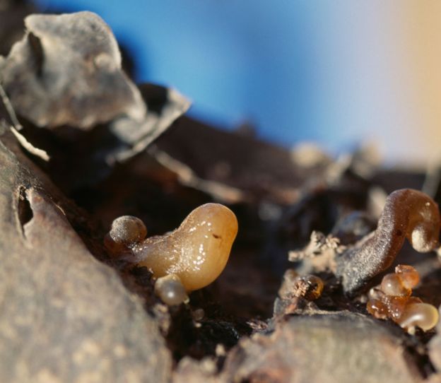 La savia del Boswellia sacra.