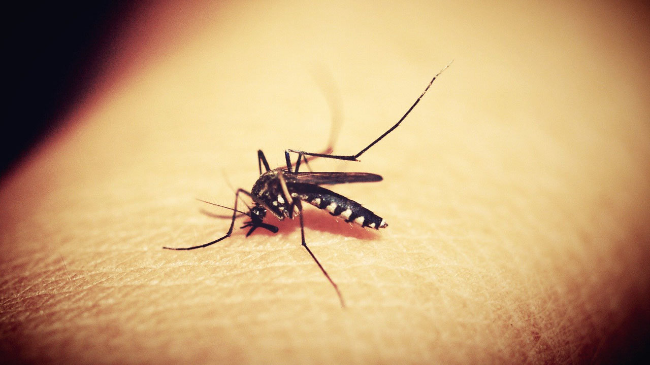Lee más sobre el artículo Envían personal y equipos a provincias del Beni ante alerta sanitaria por dengue