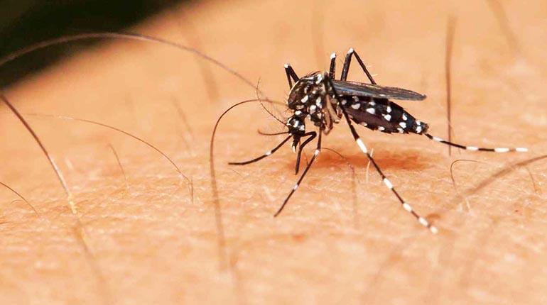 Lee más sobre el artículo Reportan 38 casos confirmados de dengue en Tarija