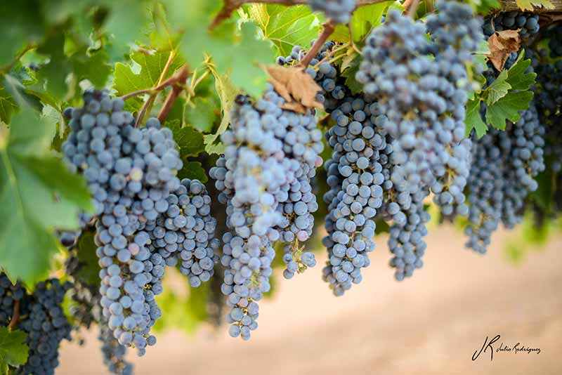 Lee más sobre el artículo Municipio de El Valle pondrá en funcionamiento tres cámaras de frío para conservar uva