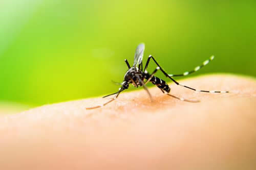 Lee más sobre el artículo Registran 95 nuevos casos de dengue en Beni