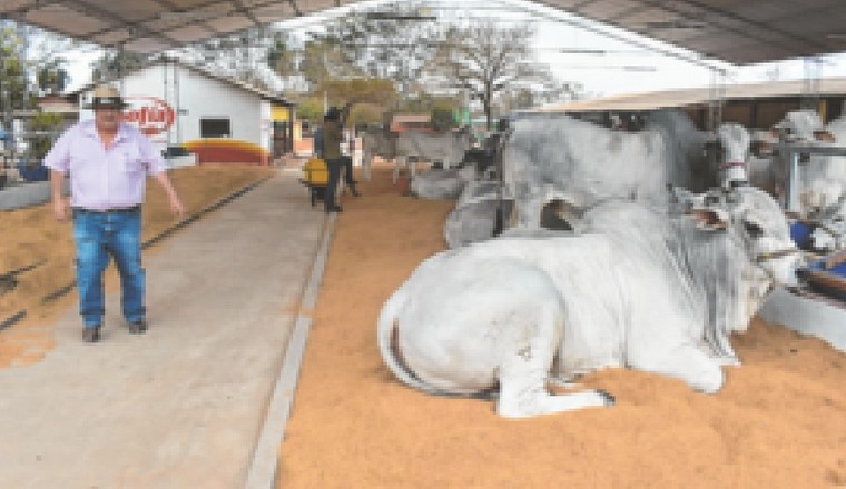 Lee más sobre el artículo Ganaderos de San Ignacio de Velasco van a comicios este domingo