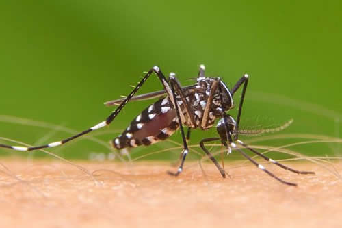 Lee más sobre el artículo Reportan 100 nuevos casos de dengue en el trópico de Cochabamba
