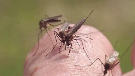 Lee más sobre el artículo Detectan 37 nuevos casos de dengue en Santa Cruz