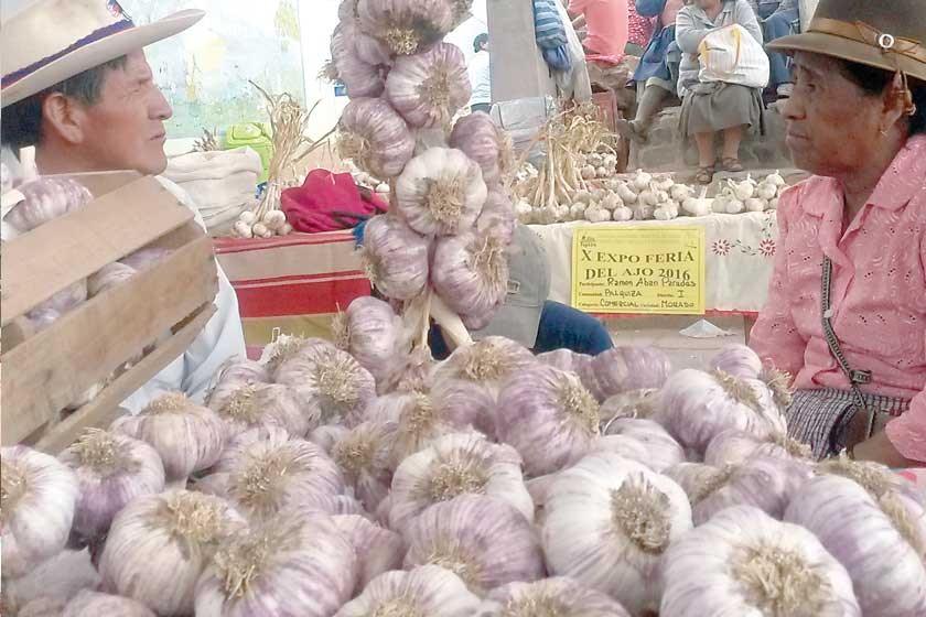 Lee más sobre el artículo Producción de ajo en zona alta de Tarija supera los 50.000 quintales