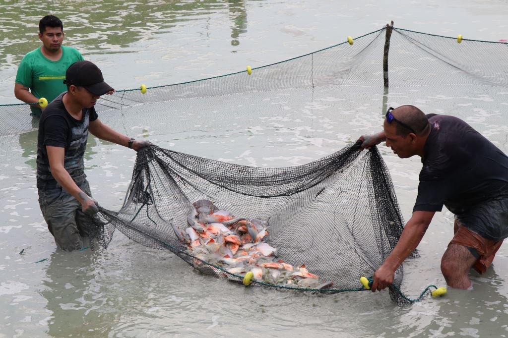 Lee más sobre el artículo Itacamba respalda negocios de peces, verduras y abejas en Puerto Suárez