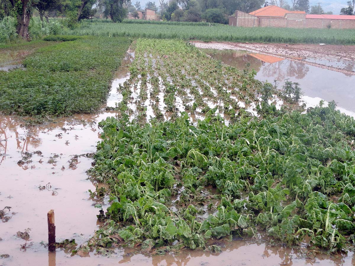 Lee más sobre el artículo Seguro agrario reporta que los cultivos dañados suman 18.500 hectáreas