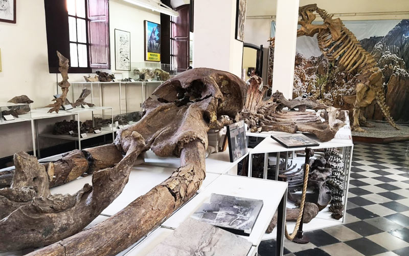 Lee más sobre el artículo Geólogo asegura que Tarija está asentada en un ‘trono de oro paleontológico’