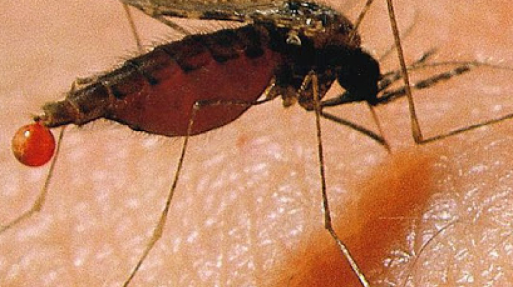 Lee más sobre el artículo El riesgo de muerte por dengue es mayor al del coronavirus y no se le da importancia