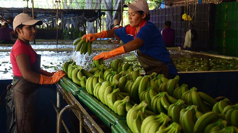 Lee más sobre el artículo Federaciones del Trópico envían frutas y verduras a Cochabamba