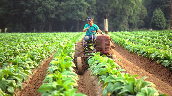 Lee más sobre el artículo Bloqueos en Yapacaní provocaron pérdidas millonarias en el sector agropecuario y especulación de precios