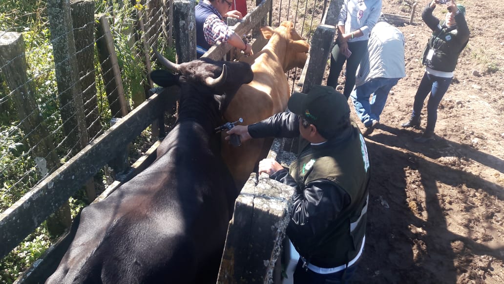 Lee más sobre el artículo Vacunan 10.270 cabezas de ganado por brote de rabia bovina en Chuquisaca
