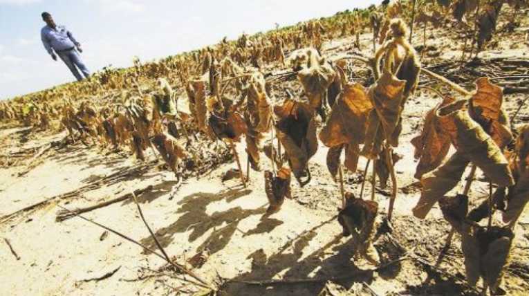 Lee más sobre el artículo Pequeños productores se  declaran al borde de la quiebra y piden aprobar uso de biotecnología