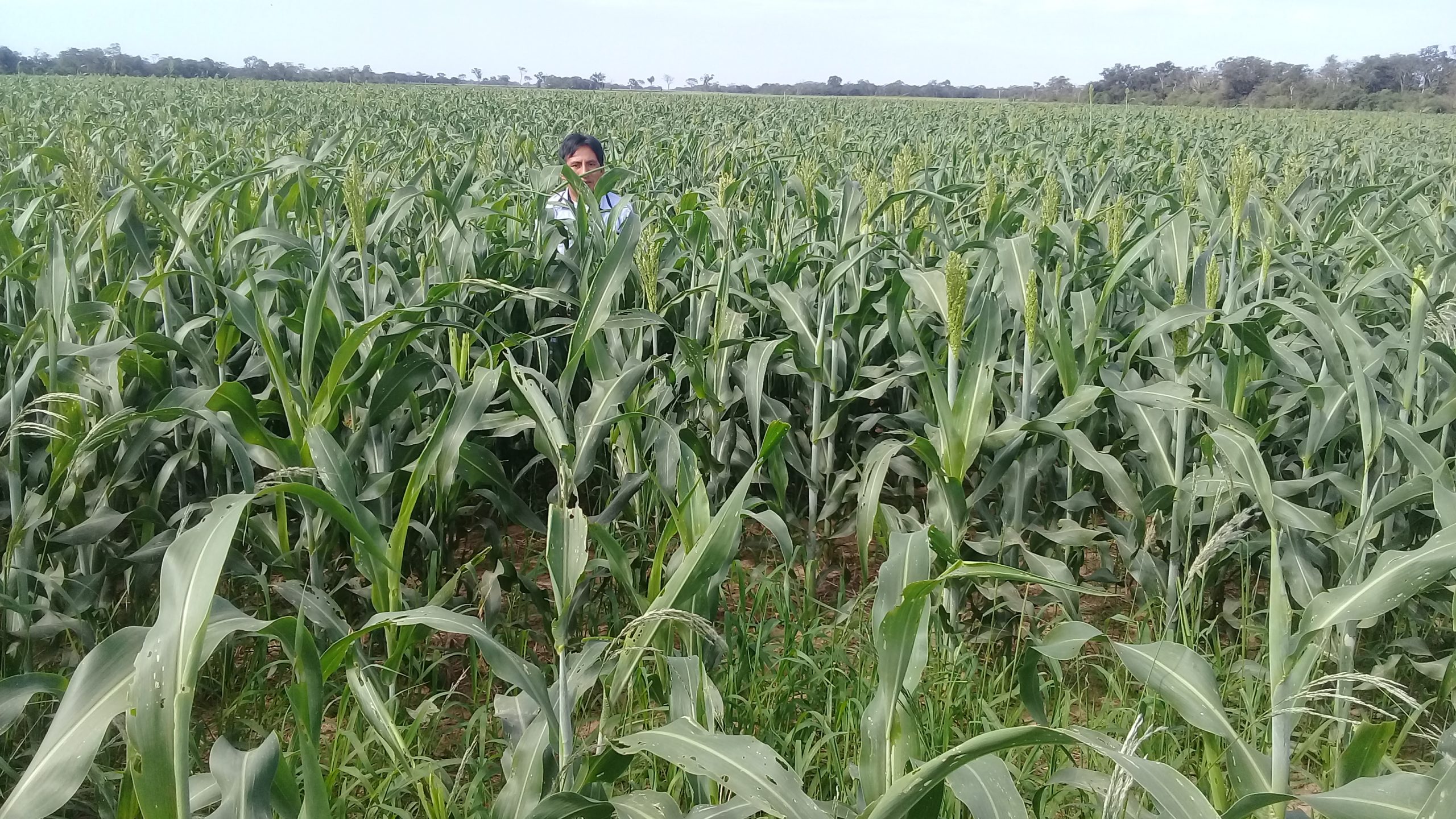 Lee más sobre el artículo Para evitar la crisis alimentaria, expertos recomiendan invertir en la agricultura campesina