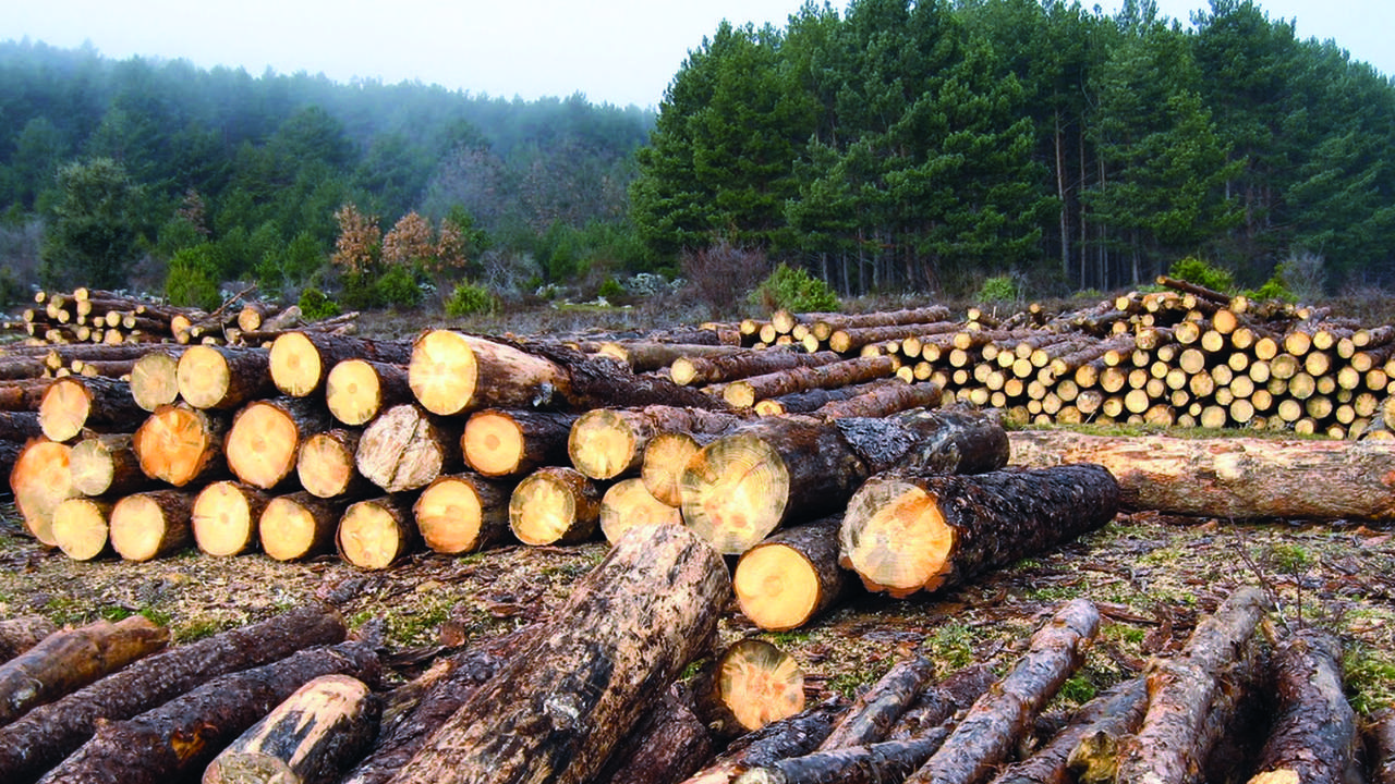 Lee más sobre el artículo ABT da cuenta de comercio ilegal de madera por más de 15 millones de dólares