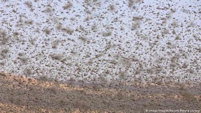 Lee más sobre el artículo Plaga de langostas avanza en Argentina y pone a Brasil en alerta