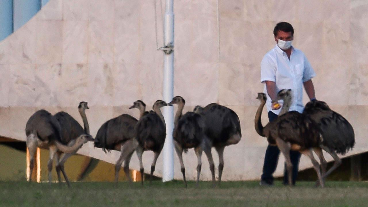 Lee más sobre el artículo Bolsonaro calificó a su aislamiento por el coronavirus como “horrible” y poco después lo mordió un emu