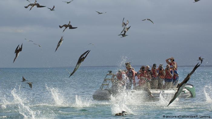 Lee más sobre el artículo Islas Galápagos celebran 61 años como primera área protegida en Ecuador