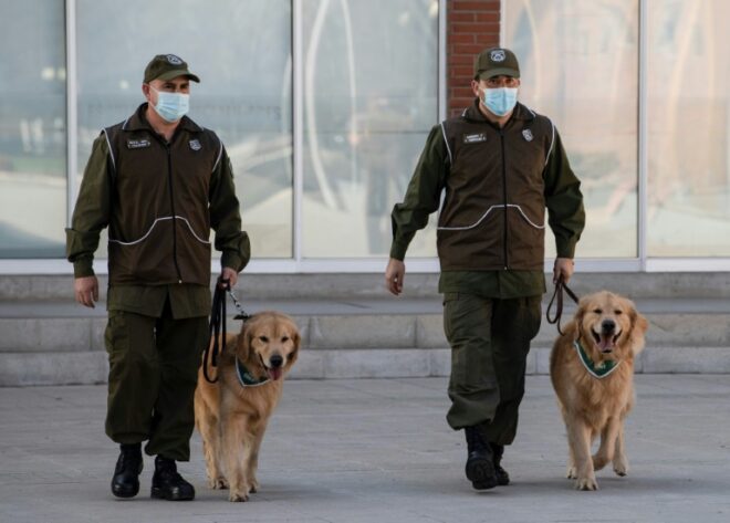 Lee más sobre el artículo La policía chilena adiestra perros para intentar detectar a infectados de covid-19