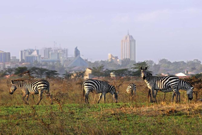 Lee más sobre el artículo Kenia: La libertad de los animales en parque natural cerca de Nairobi es amenazada por crecimiento de la ciudad