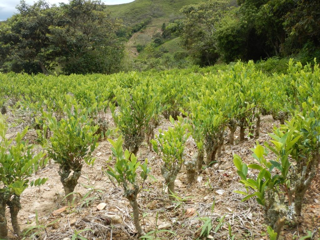 Lee más sobre el artículo UNODC registra 10% de incremento de cultivos de coca de 23.100 a 25.500 ha