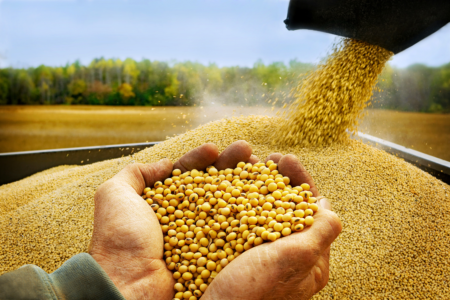 Lee más sobre el artículo Productores de oleaginosas y trigo se declaran en emergencia