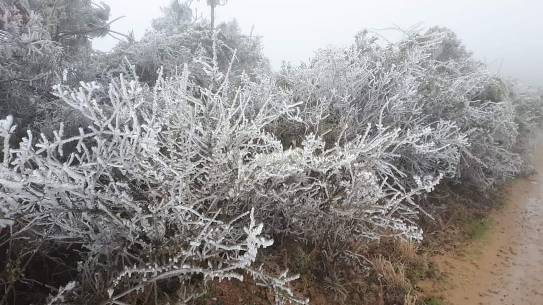 Lee más sobre el artículo Las heladas diezman el 30% de producción de fruta de los valles cruceños