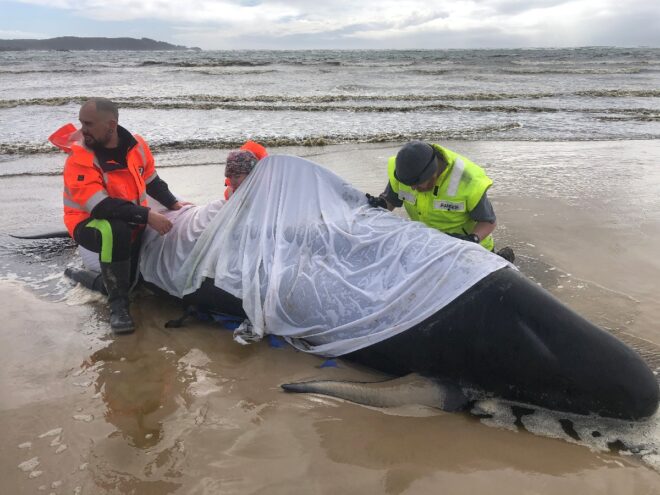 Lee más sobre el artículo Mueren en Australia 380 ballenas varadas en una bahía