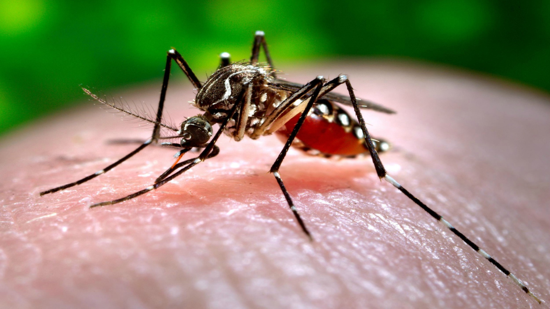 Lee más sobre el artículo Inician encuesta entomológica en Santa Cruz, para combatir el dengue