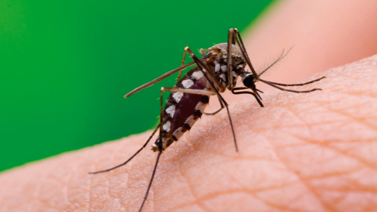 Lee más sobre el artículo Ministerio de salud pone en marcha campaña para prevenir dengue, zika y la chikungunya