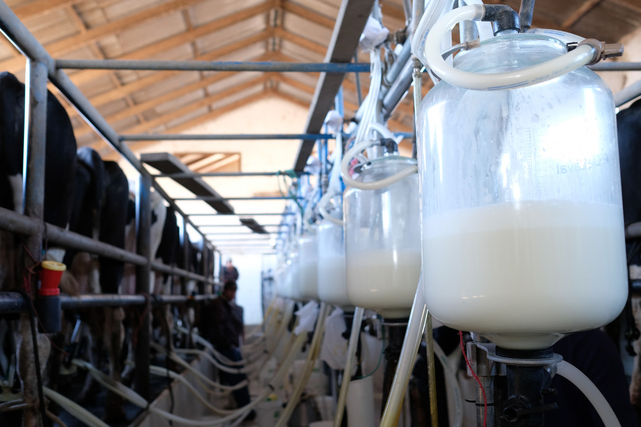 Lee más sobre el artículo Bolivia celebra el día nacional de la leche con un consumo de 63 litros por persona al año