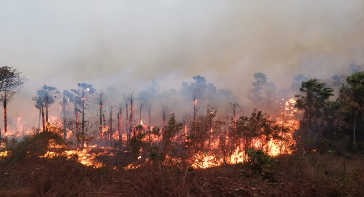 Lee más sobre el artículo El 61% de los incendios forestales de Bolivia están en Santa Cruz