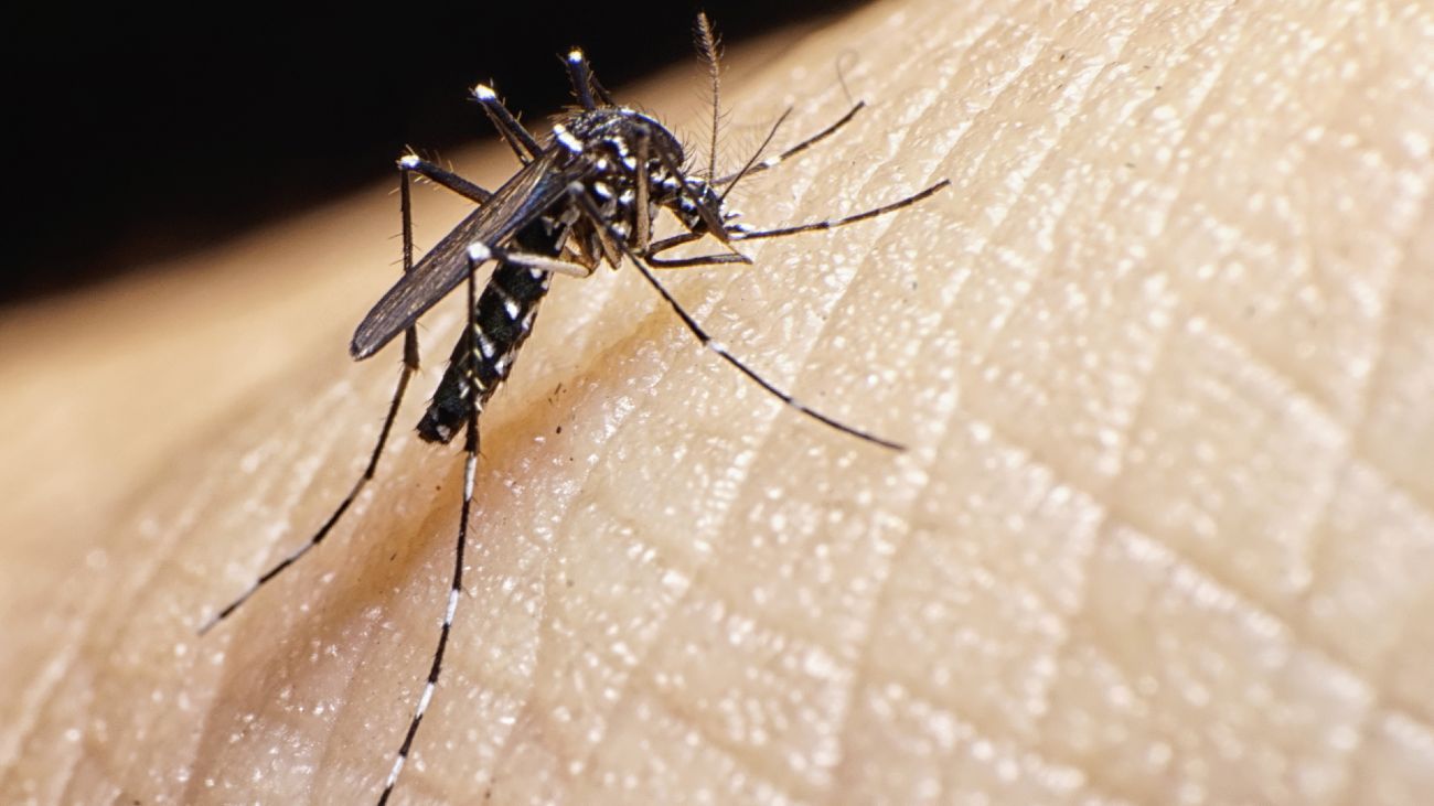 Lee más sobre el artículo El 10,2 % de las viviendas de la ciudad tiene larvas de mosquito