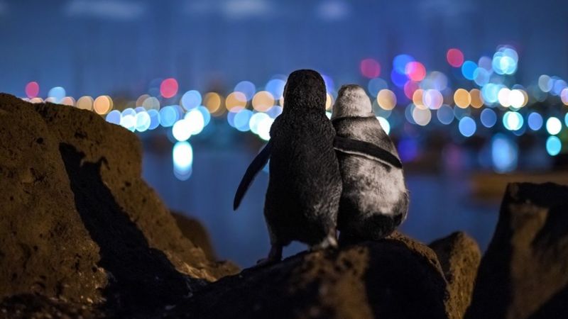 Lee más sobre el artículo La conmovedora foto de dos pingüinos viudos consolándose que ganó el premio Ocean Photograph Awards