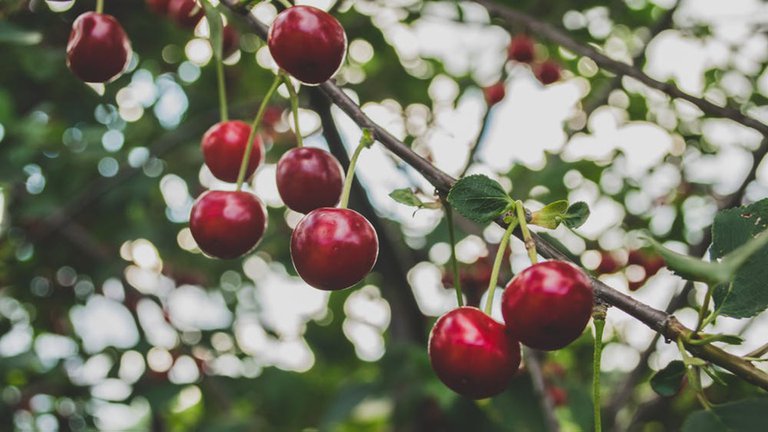 Lee más sobre el artículo En Chile acusan a China de mentir sobre un cargamento de cerezas de exportación en su estrategia de desviar el origen real del COVID-19