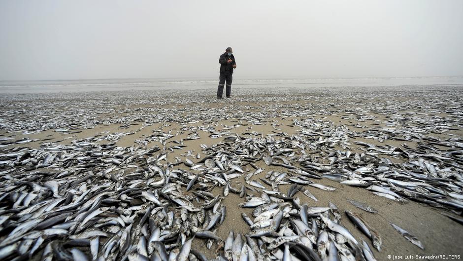 Lee más sobre el artículo Miles de peces aparecen muertos en una playa del sur de Chile