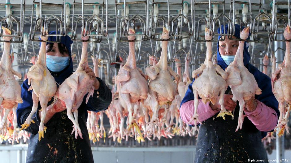 Lee más sobre el artículo China confirma primer contagio humano de cepa de gripe aviar H10N3