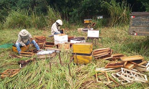 Lee más sobre el artículo Apicultores denuncian muerte masiva de abejas por pesticidas de uso agrícola