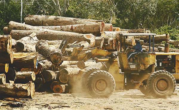 Lee más sobre el artículo Cámara Forestal plantea incrementar exportaciones hasta $us 1.200 millones