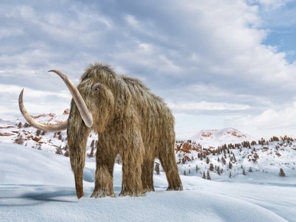 Lee más sobre el artículo Cambio climático: los científicos que quieren “resucitar” mamuts para salvar el planeta