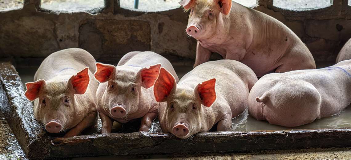 Lee más sobre el artículo CAN y Comité Veterinario del Sur unen esfuerzos para prevenir ingreso de la Peste Porcina Africana a la región