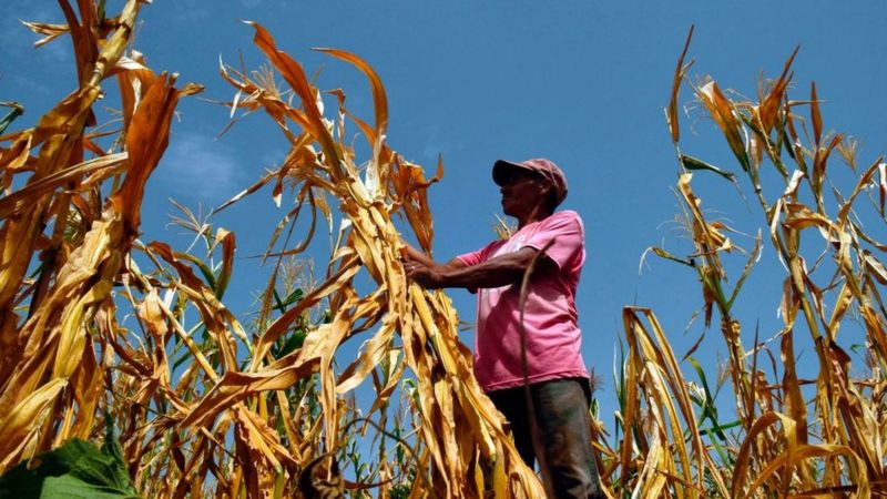 Lee más sobre el artículo 5 maneras en que el cambio climático afecta tu bolsillo