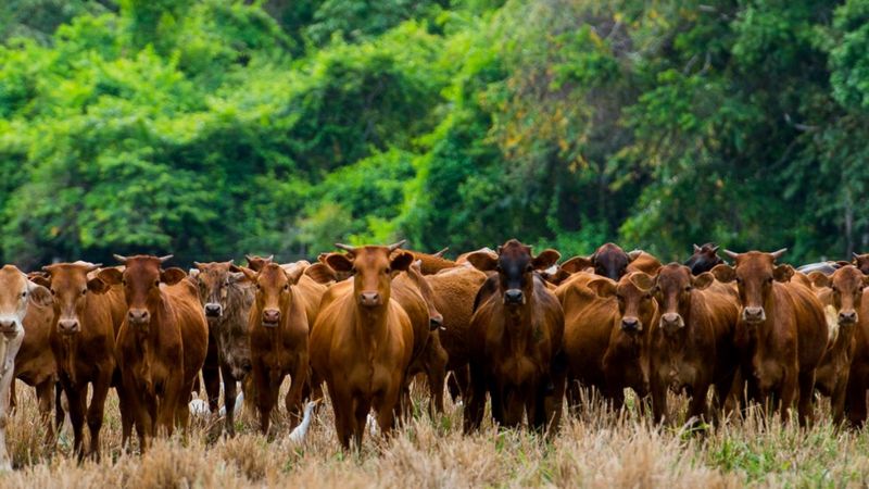 Lee más sobre el artículo COP26: líderes mundiales se comprometen a acabar con la deforestación y reducir en 30% las emisiones de metano para 2030