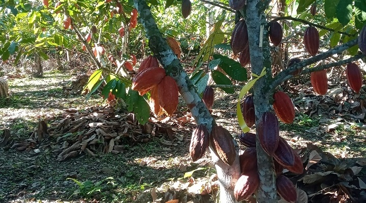 Lee más sobre el artículo El cacao boliviano arrasa en París y se tejen planes para consolidar mercados en Europa