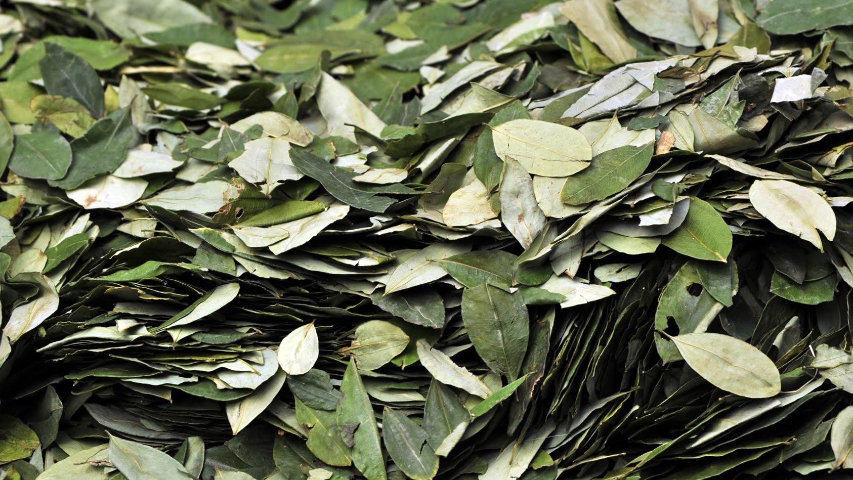 Lee más sobre el artículo “¿Usted consume coca de los Yungas o del Chapare?”: La pregunta que plantean para la boleta censal