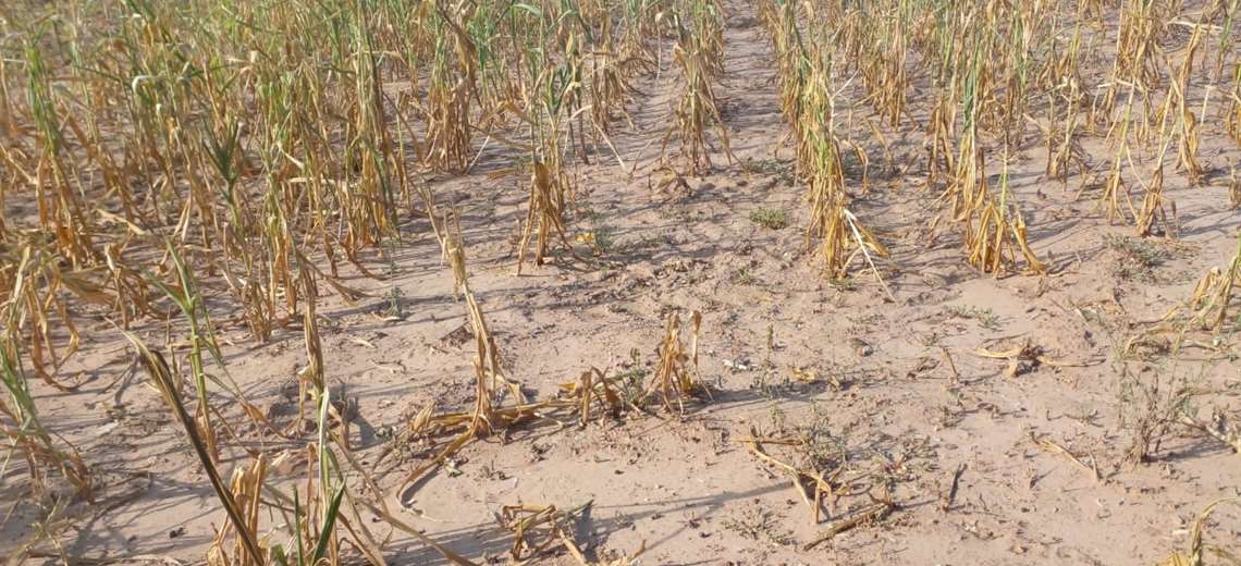 Lee más sobre el artículo Productores de maíz reportan que el 70% del área cultivada se perdió por la sequía en el sur de Santa Cruz