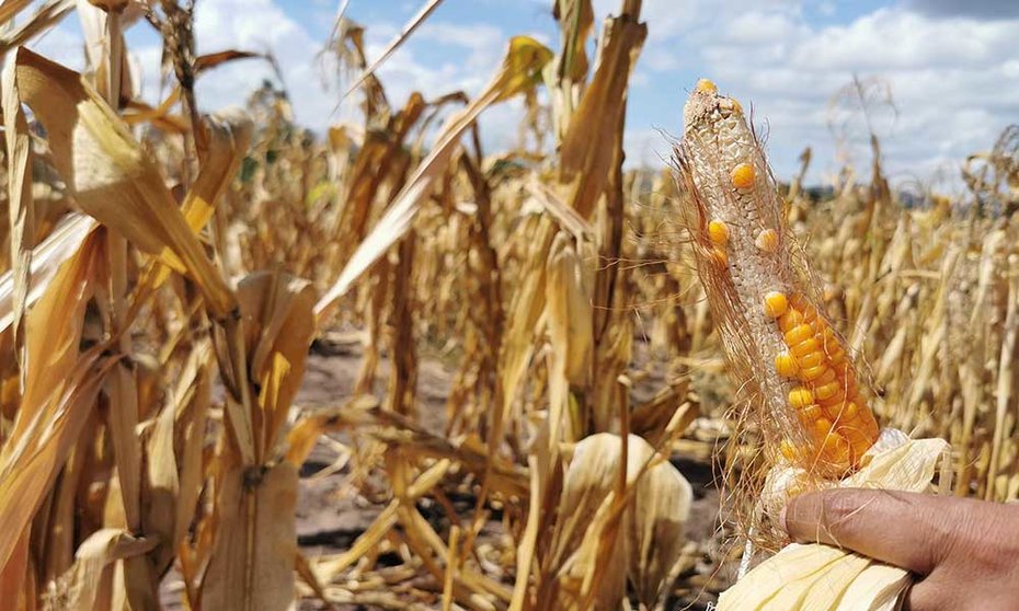 Read more about the article Avicultores deducen que acopio de 40.000 toneladas de maíz es la señal más clara que no existe el grano