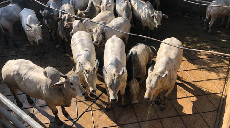 Lee más sobre el artículo En los últimos 5 años, la producción de carne tuvo el mayor repunte de la historia