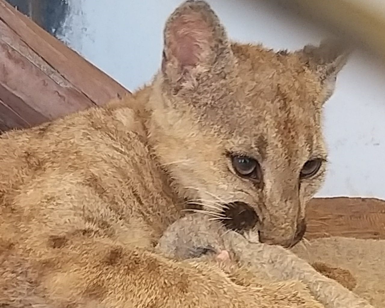 Lee más sobre el artículo Anuncian proceso a la Alcaldía por muerte de 88 animales en bioparque y se suspende su funcionamiento